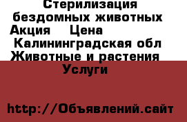 Стерилизация бездомных животных (Акция) › Цена ­ 1300-3000 - Калининградская обл. Животные и растения » Услуги   